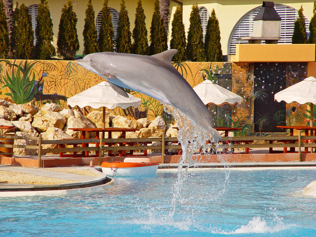 Springdelfin jigsaw puzzle in Tiere puzzles on TheJigsawPuzzles.com