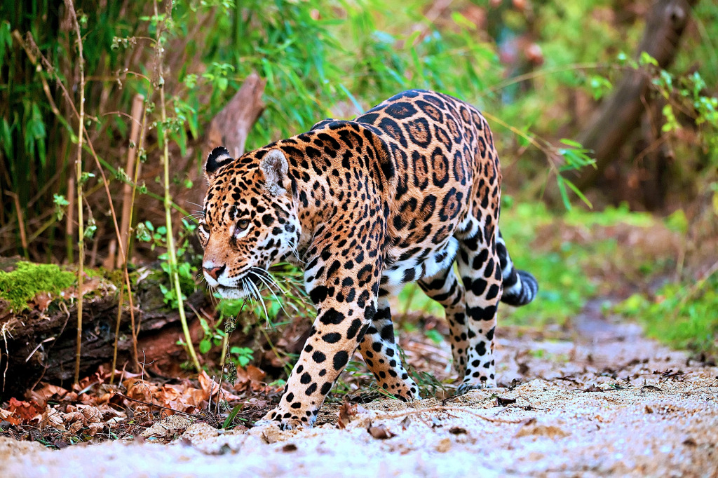 Jaguar läuft im Dschungel jigsaw puzzle in Tiere puzzles on TheJigsawPuzzles.com