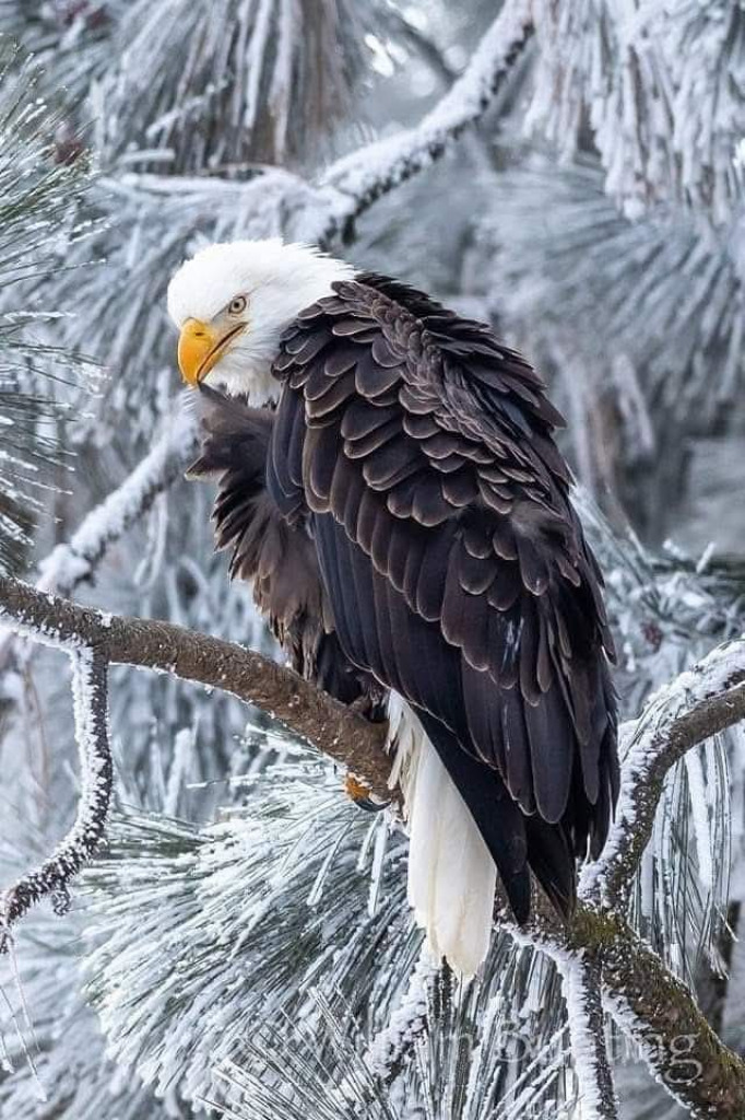 Eagle jigsaw puzzle in WENDY KNOLL puzzles on TheJigsawPuzzles.com