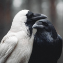 White and Black Crow Pair