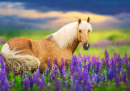 Palomino Horse in Blooming Lupines at Sunset
