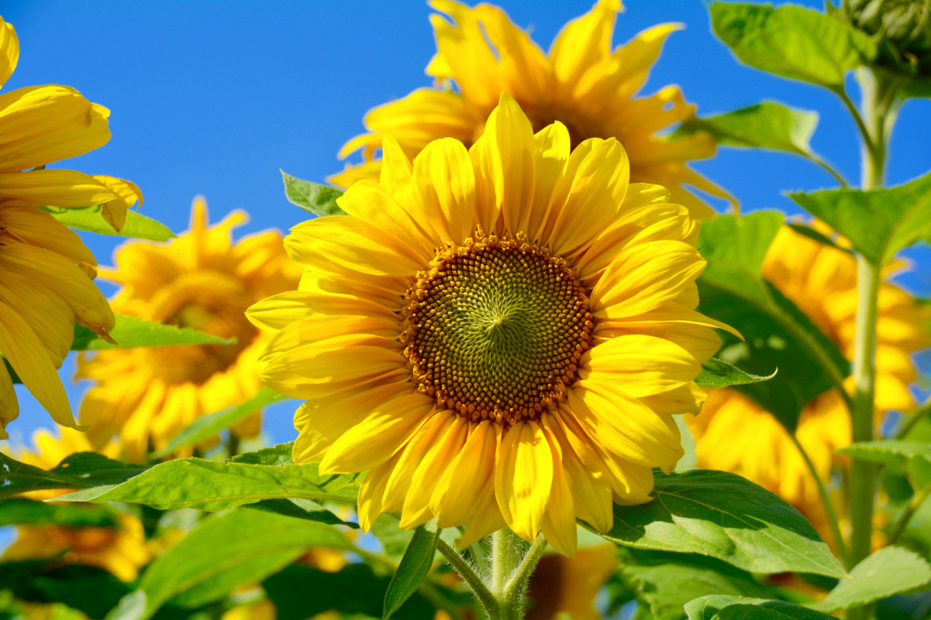 Beautiful Sunflower against the Blue Sky jigsaw puzzle in Flowers puzzles on TheJigsawPuzzles.com