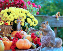 Fall Scene with a Fox Squirrel