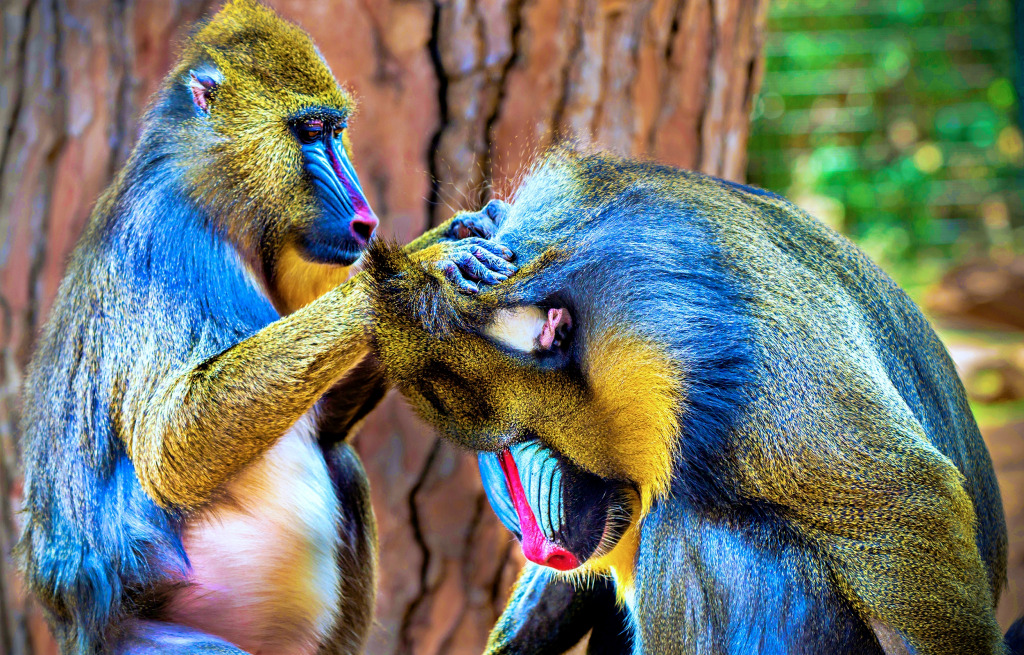 Mandrills Grooming jigsaw puzzle in Животные puzzles on TheJigsawPuzzles.com