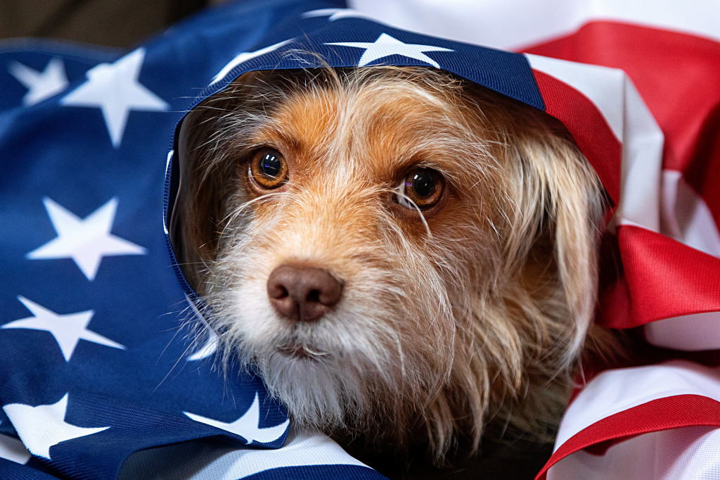 Un chien croisé mignon jigsaw puzzle in Animaux puzzles on TheJigsawPuzzles.com
