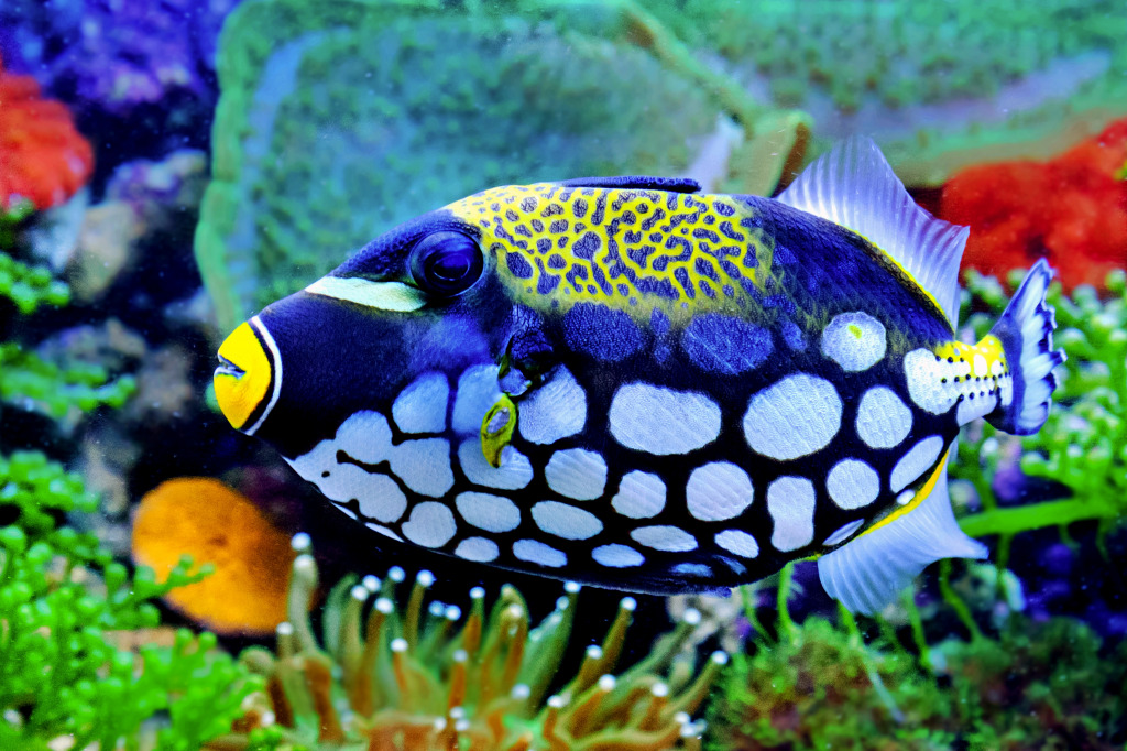 Clown Triggerfish jigsaw puzzle in Unter dem Meer puzzles on TheJigsawPuzzles.com