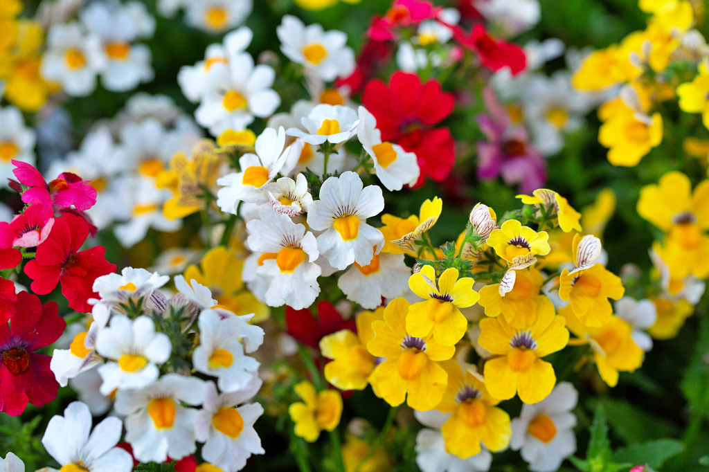 Nemesia Florida jigsaw puzzle in Flores puzzles on TheJigsawPuzzles.com