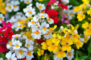 Blooming Nemesia
