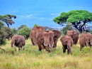 African Elephants in Amboseli National Park, Kenya