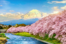 Mount Fuji and Cherry Blossoms at Sunset