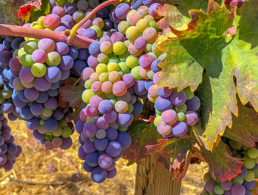 Grapes in Paso Robles on a Sunny Day jigsaw puzzle in Fruits & Veggies puzzles on TheJigsawPuzzles.com