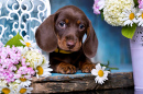 Chocolate Brown Dachshund Puppy