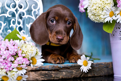 Chocolate Brown Dachshund Puppy
