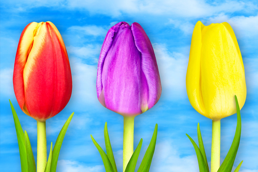 Wunderschöne Tulpen vor einem blauen Himmel jigsaw puzzle in Puzzle des Tages puzzles on TheJigsawPuzzles.com