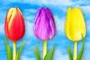 Beautiful Tulips against a Blue Sky