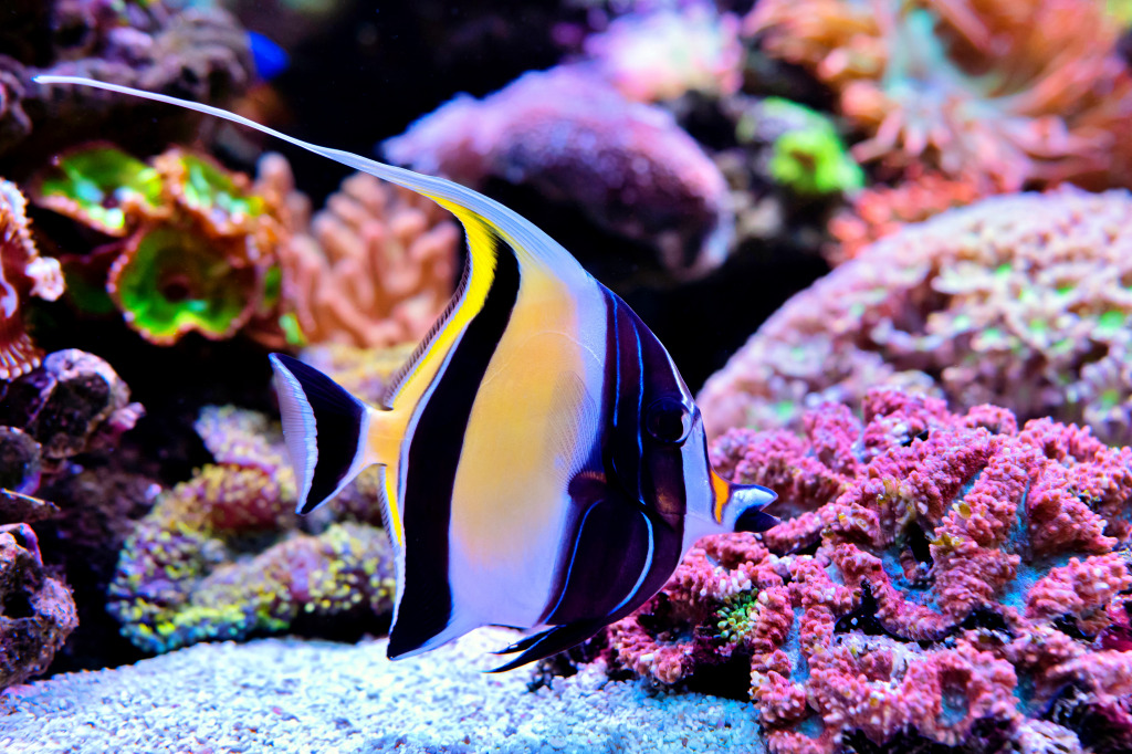 Idole mauresque dans un aquarium jigsaw puzzle in Sous les mers puzzles on TheJigsawPuzzles.com