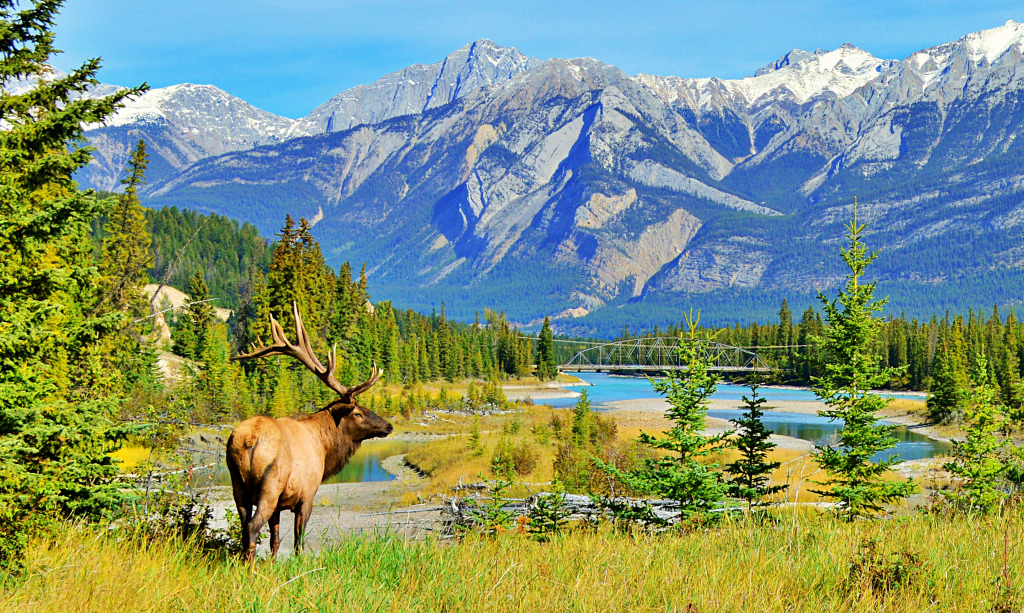 Elk in Jasper National Park, Alberta, Canada jigsaw puzzle in Great Sightings puzzles on TheJigsawPuzzles.com