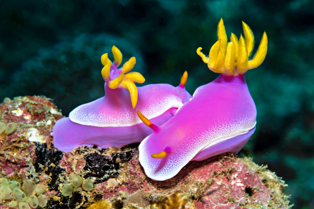 Bunte Nudibranch Hypselodoris Apolegma jigsaw puzzle in Unter dem Meer puzzles on TheJigsawPuzzles.com