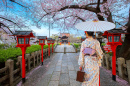 Cherry Blossom Time in Kyoto, Japan