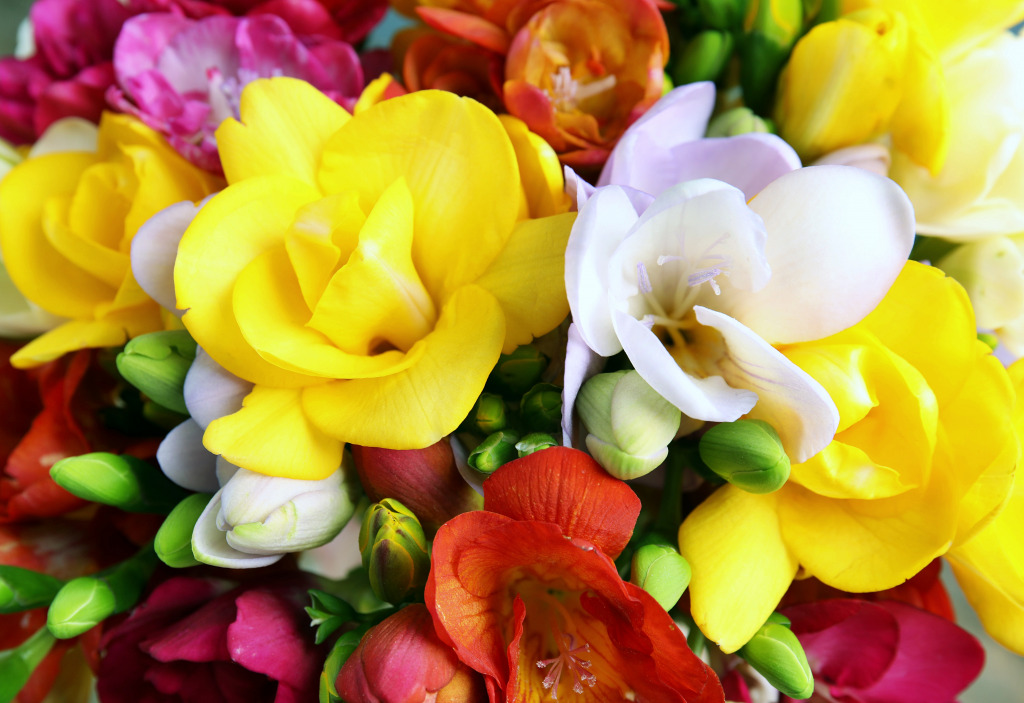 Wunderschöne Frühlings-Freesia-Blüten jigsaw puzzle in Blumen puzzles on TheJigsawPuzzles.com