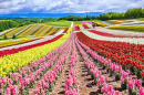 Colorful Flower Garden on a Hill, Hokkaido, Japan