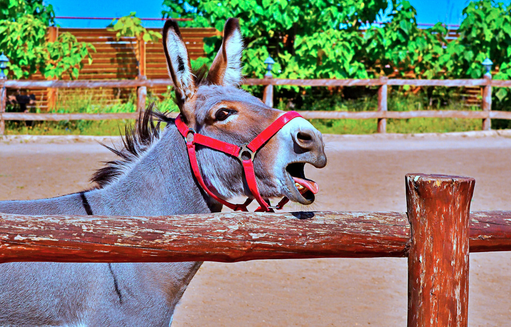 Retrato de um Burro ao lado de uma cerca de fazenda jigsaw puzzle in Animais puzzles on TheJigsawPuzzles.com