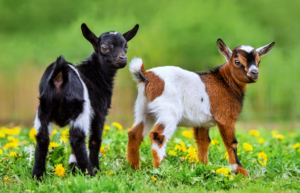 Zwei süße Ziegenbabys jigsaw puzzle in Tiere puzzles on TheJigsawPuzzles.com