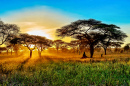 Beautiful Sunset in the Savannah