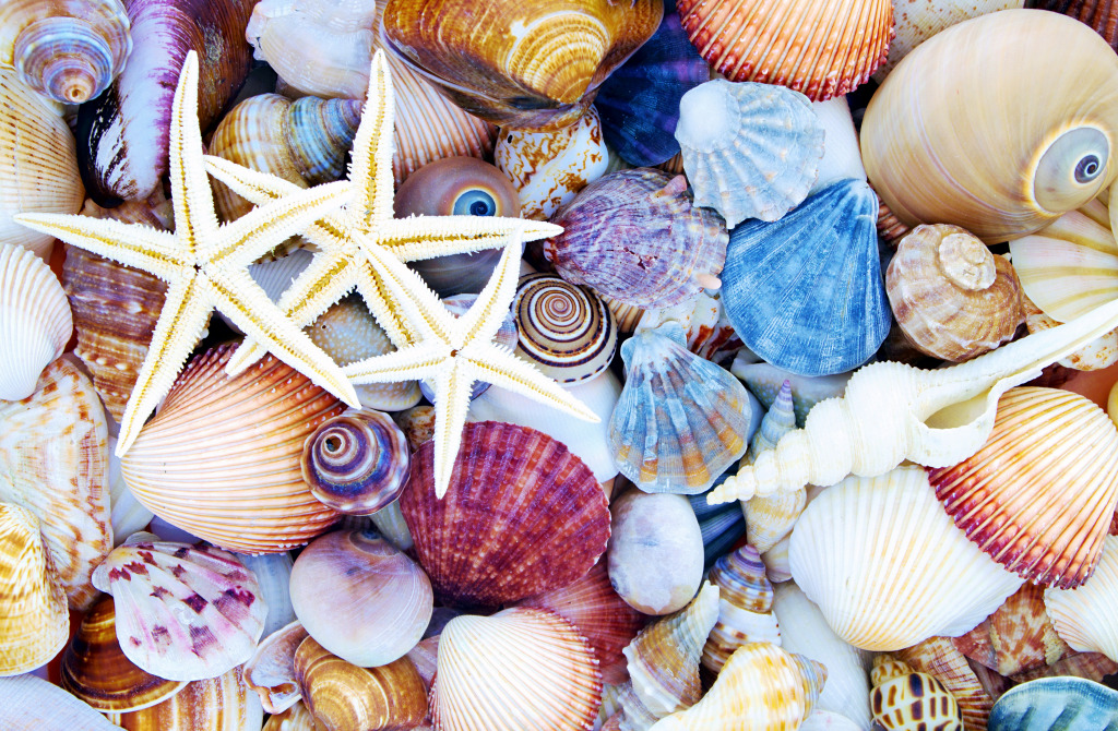 Étoile de mer sur fond de coquillages jigsaw puzzle in Sous les mers puzzles on TheJigsawPuzzles.com