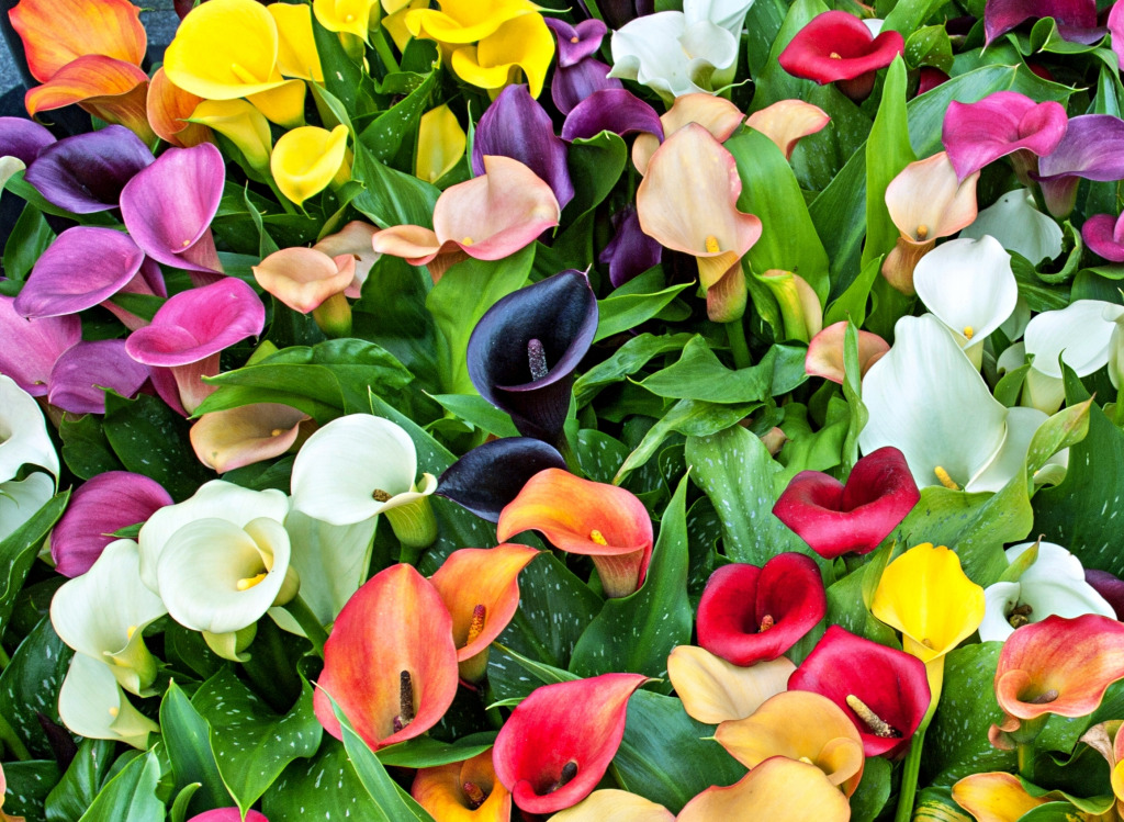 Calla Zantedeschia en floraison jigsaw puzzle in Fleurs puzzles on TheJigsawPuzzles.com