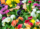 Blooming Calla Zantedeschia