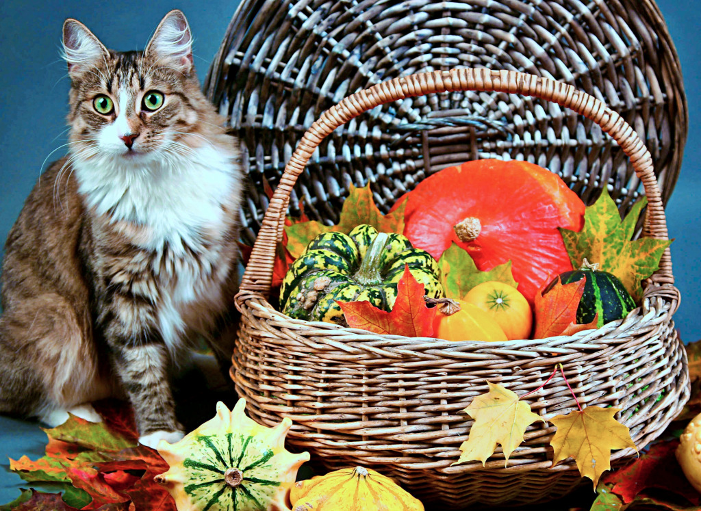 Gato Fofo e Abóboras Coloridas jigsaw puzzle in Animais puzzles on TheJigsawPuzzles.com