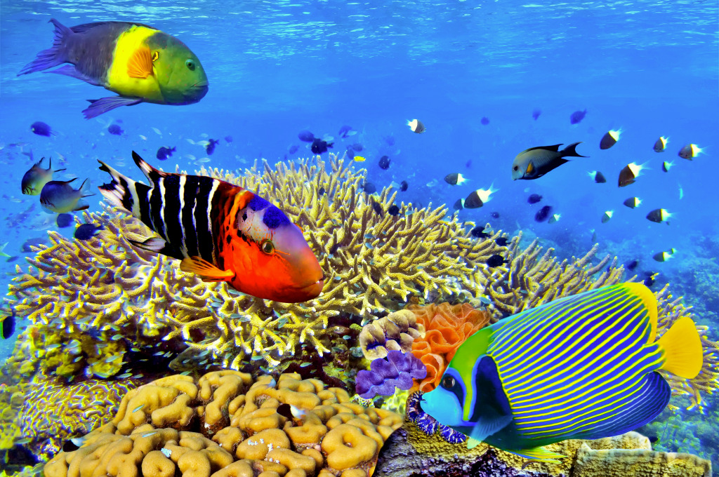 Récifs coralliens et poissons exotiques jigsaw puzzle in Sous les mers puzzles on TheJigsawPuzzles.com
