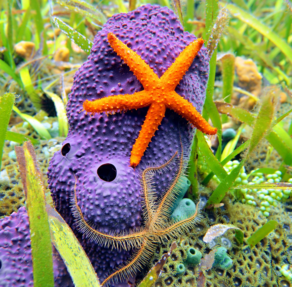Estrela-do-mar em uma esponja tubular roxa, Mar do Caribe jigsaw puzzle in Oceano puzzles on TheJigsawPuzzles.com