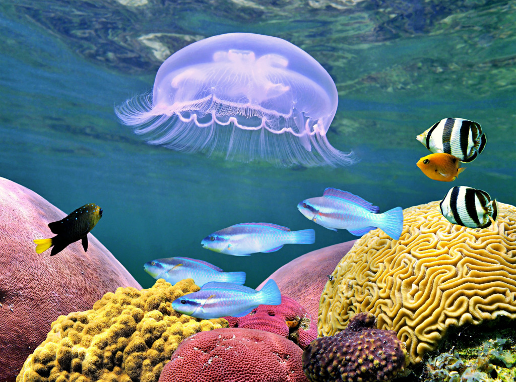 Quallen, bunte tropische Fische und Korallen jigsaw puzzle in Unter dem Meer puzzles on TheJigsawPuzzles.com