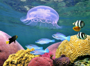 Jellyfish, Colorful Tropical Fish and Corals