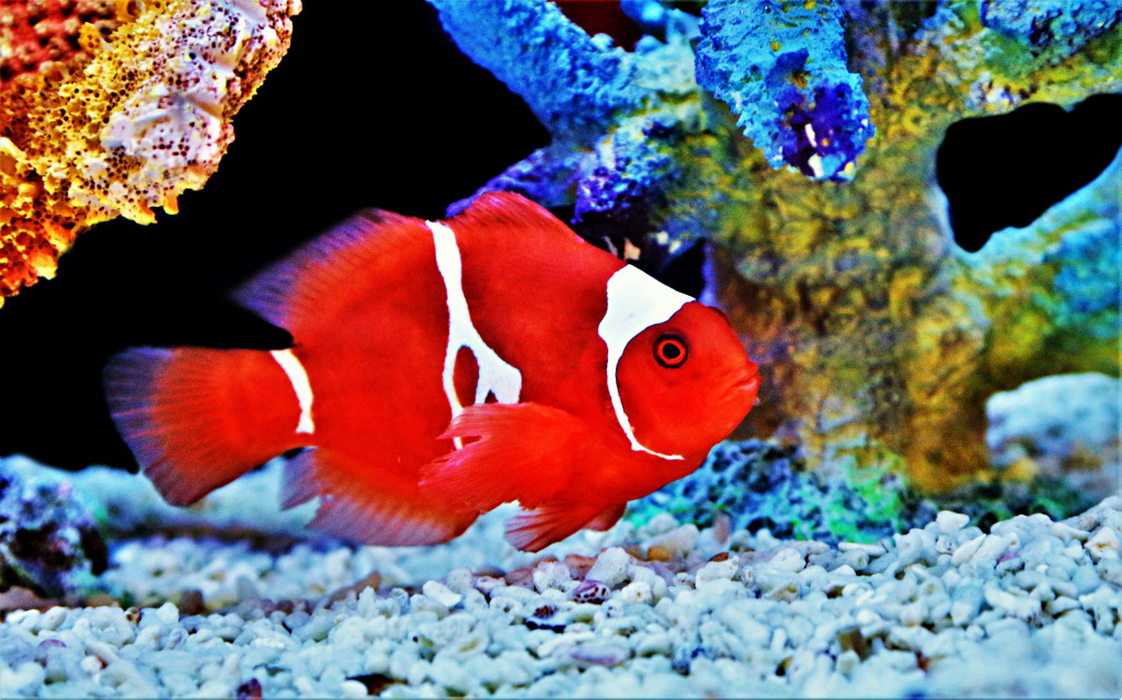 Poisson-clown bordeaux dans un aquarium marin jigsaw puzzle in Sous les mers puzzles on TheJigsawPuzzles.com