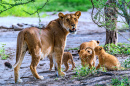 Lioness with her Four Cubs in Ndutu NP, Tanzania