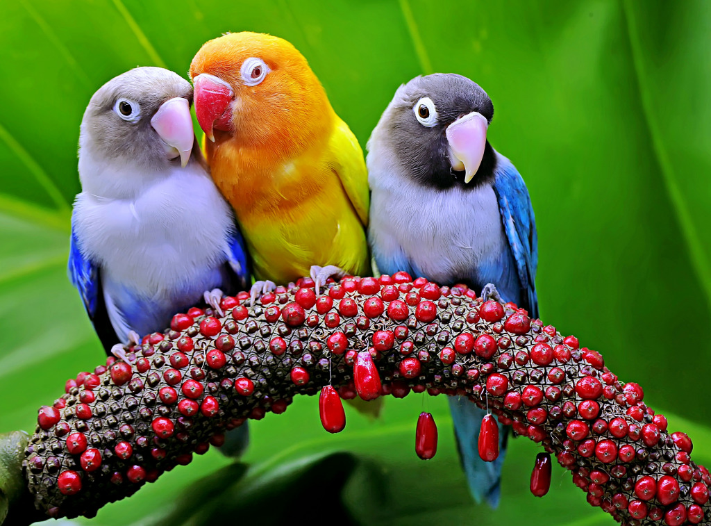 Pombinhos coloridos em um espigão de planta de antúrio jigsaw puzzle in Animais puzzles on TheJigsawPuzzles.com