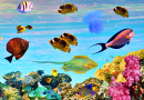Underwater World of the Red Sea, Egypt