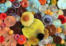 Different Forest Mushrooms Close-Up