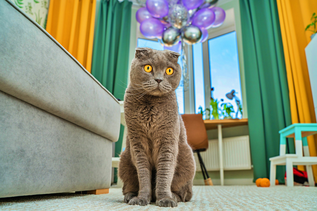 Любопытный кот в яркой комнате jigsaw puzzle in Животные puzzles on TheJigsawPuzzles.com