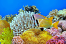 Twobar Seabream in the Red Sea, Egypt