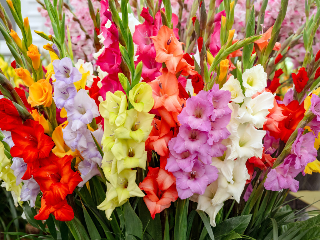 Multicolored Gladiolus Flowers jigsaw puzzle in Flowers puzzles on TheJigsawPuzzles.com