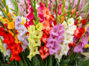 Multicolored Gladiolus Flowers