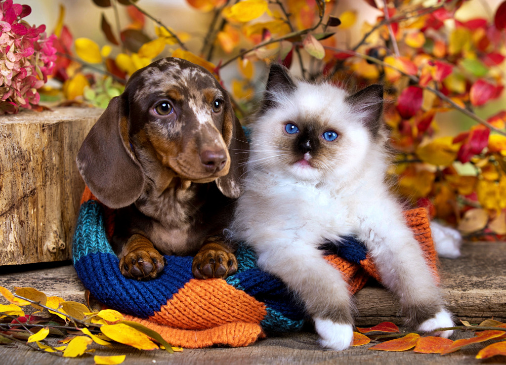 Dapple Dachshund Puppy and a Fluffy Kitten jigsaw puzzle in Animals puzzles on TheJigsawPuzzles.com