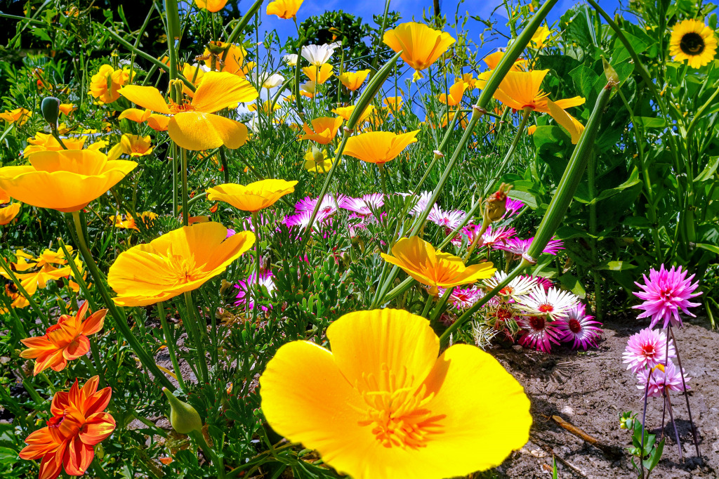 Sonho de Verão jigsaw puzzle in Flores puzzles on TheJigsawPuzzles.com