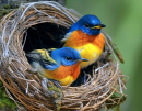 Hill Blue Flycatchers