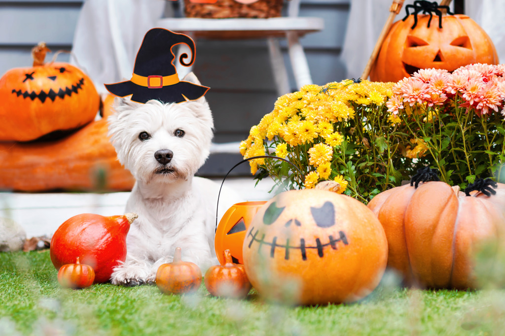 Funny West Highland White Terrier jigsaw puzzle in Halloween puzzles on TheJigsawPuzzles.com