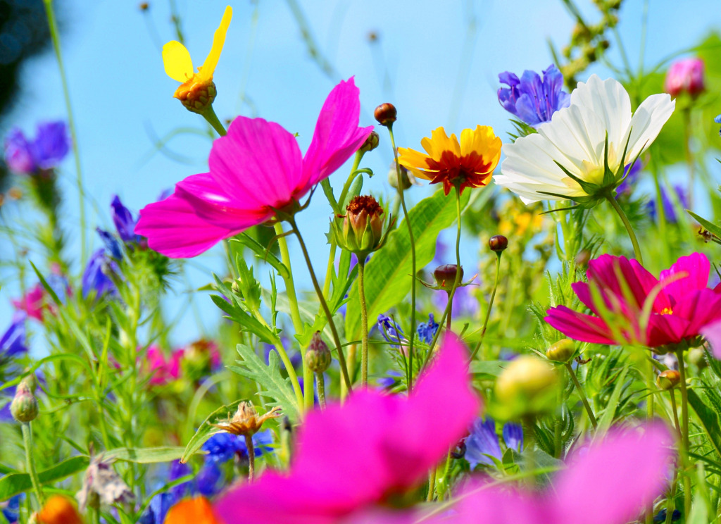 Cosmos Flowers against the Blue Sky jigsaw puzzle in Flowers puzzles on TheJigsawPuzzles.com